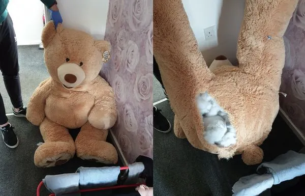 警發現巨型熊娃娃「呼吸」嚇壞 　18歲偷車男鑽爆熊屁屁躲進面。（圖／翻攝自Facebook／GMP Rochdale）