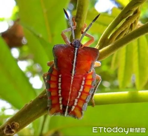 ▲台南市長黃偉哲力推智慧農業，今年首度使用無人機噴灑「皂鹽」來防治荔枝椿象成效佳。（圖／記者林悅翻攝，下同）