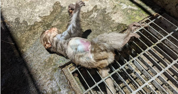 高雄柴山近日連續傳出獼猴離奇死亡案，還有隻不到3歲的小猴皮下多點出血，被發現時已全身僵硬。（圖／台灣獼猴共存推廣協會提供）