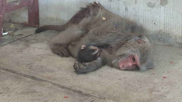  有隻母猴上月被發現抱著幼猴倒臥寺廟角落並久久不能動彈，台灣獼猴共存推廣協會將牠們緊急送醫，母猴最終仍不幸身亡。（圖／台灣獼猴共存推廣協會提供）