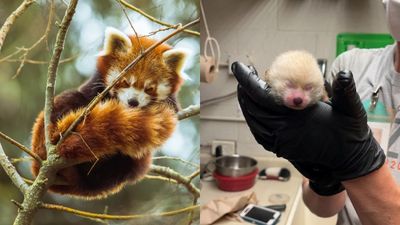 美動物園喜迎小熊貓寶寶！　瀕危物種再添一員被稱是「珍貴補充」