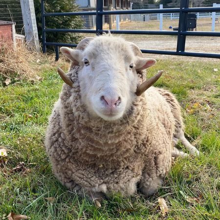 傷心羊羊變成幸福羊羊。（圖／翻攝自Uncle Neil’s Home, A Farm Sanctuary）