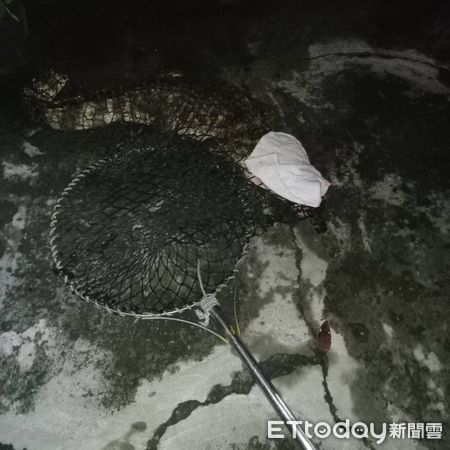 ▲萬丹消防分隊在萬丹鄉泉興路旁水溝逮獲一隻鱷魚             。（圖／記者陳崑福翻攝，下同）