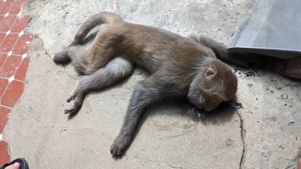 ▲高雄柴山獼猴近期傳出多起疑似毒殺的不明原因死亡案件。（圖／翻攝自台灣獼猴吱吱黨FB粉絲專頁）