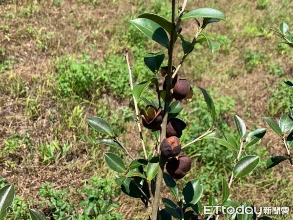 ▲▼受連續高溫未降雨影響，光復鄉油茶樹植株有枝葉枯萎、果實乾裂情況嚴重。（圖／記者王兆麟翻攝，下同）