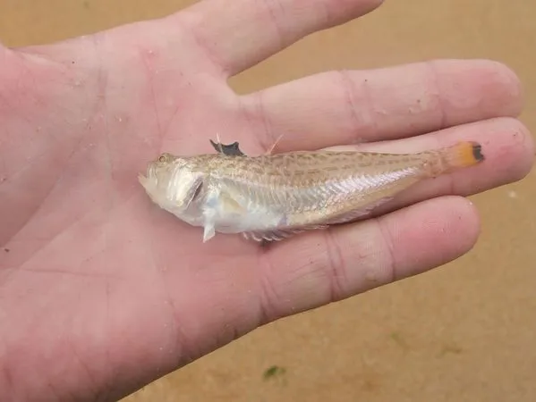 ▲▼鱸魚。（圖／翻攝自推特）