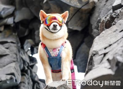 「柴犬小米」感謝狀多到像座山　牠走遍台灣10萬公里推廣生命教育