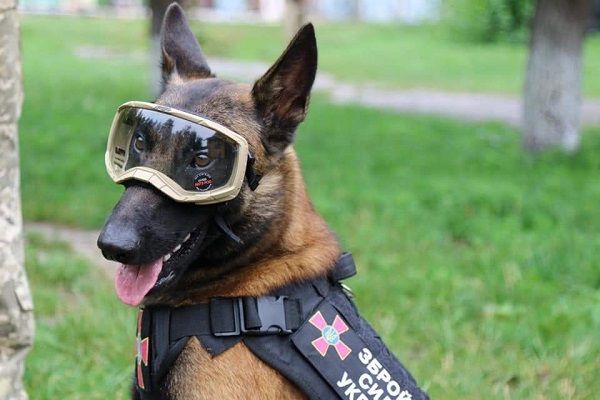 ▲▼烏克蘭警犬裝備升級「比俄軍人更精良」　烏國防部公開感謝捐贈者。（圖／「烏克蘭國防部」推特）