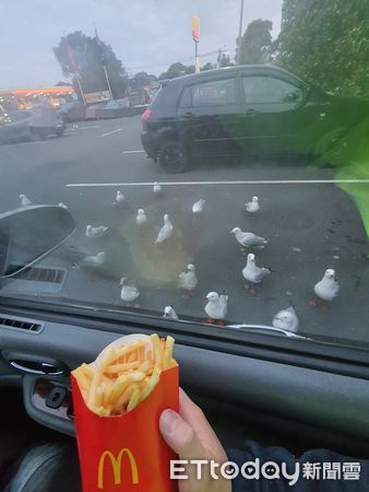 ▲買完薯條衝上車　窗外聚集20幾隻「白衣大盜」嚇壞網：小心被圍鷗。（圖／雪梨彭于晏提供）