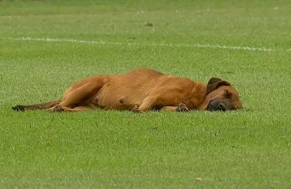 ▲▼黃狗躺草皮中央「面露笑容」睡午覺　足球比賽中斷都在看牠。（圖／翻攝自Twitter@TigoSportsPY）
