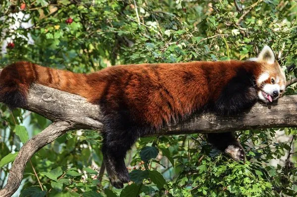 ▲▼小熊貓逃離澳大利亞動物園後，在無花果樹上被發現。（圖／取自免費圖庫pixabay）