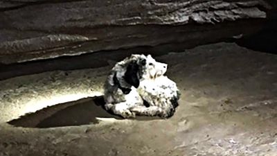 奇蹟！13歲老狗困「14℃地洞」熬過2個月　探險家驚：裡面沒水也沒吃的