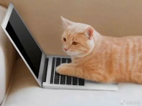 ▲▼ 大陸女老師上課家貓竄出鏡頭五次遭到開除            。（圖／翻攝 白鹿視頻、北京視頻）