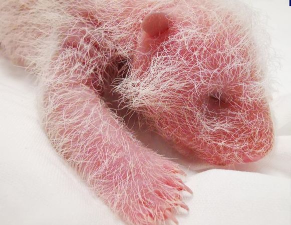 ▲▼ 刷新紀錄！全球最重大熊貓寶寶誕生 ，大貓熊「翠翠」產超級重幼仔           。（圖／翻攝 央視）