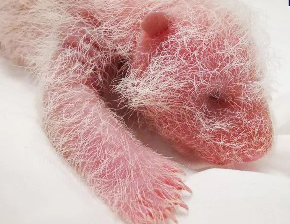 ▲▼ 刷新紀錄！全球最重大熊貓寶寶誕生 ，大貓熊「翠翠」產超級重幼仔           。（圖／翻攝 央視）