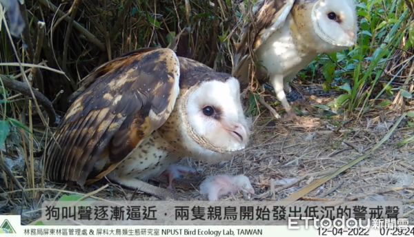 ▲遊蕩犬逼近巢穴！東方草鴞「保護小孩」踹對方、張翅威嚇　對峙過程捏把汗。（圖／林務局提供，請勿隨意翻拍，以免侵權。）