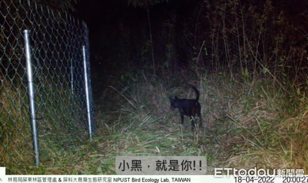  ▲遊蕩犬逼近巢穴！東方草鴞「保護小孩」踹對方、張翅威嚇　對峙過程捏把汗。（圖／林務局提供，請勿隨意翻拍，以免侵權。）