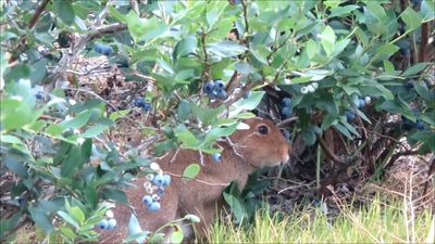 兔兔狂吃藍莓！農主看到樂翻還拜託牠常來：這是雙贏