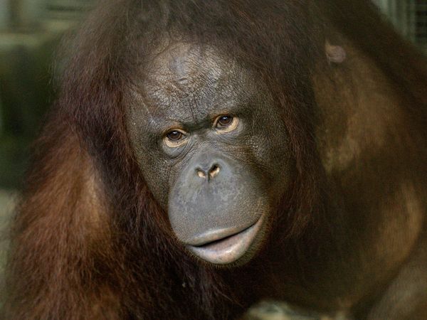 ▲紅毛猩猩媽媽「可秀」與寶寶「秀彩」。（圖／台北市立動物園提供）