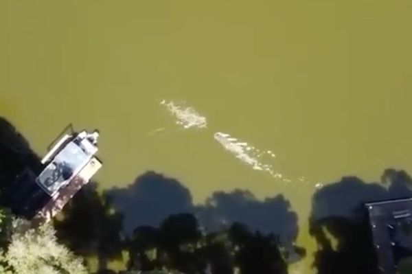 ▲▼無人空拍機拍下拉維德與鱷魚搏鬥的驚險畫面。（圖／翻攝自YouTube）