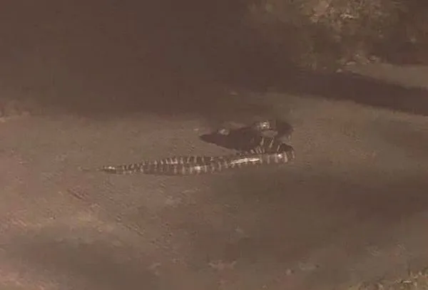 ▲河岸散步遇到蛇