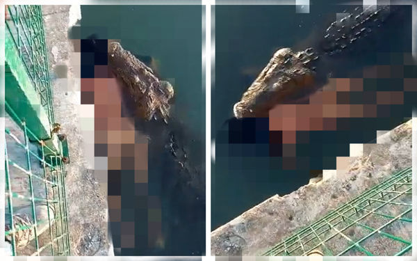 ▲▼墨西哥塔毛利帕斯州（Tamaulipas）一處公園驚見鱷魚拖著浮屍游過。（圖／翻攝自twitter／@neekocidio）