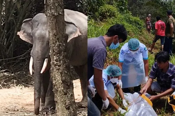 ▲▼強逼酷暑工作！大象發狂將飼養員撕成兩半。（圖／翻攝自Khaosod-ข่าวสด）
