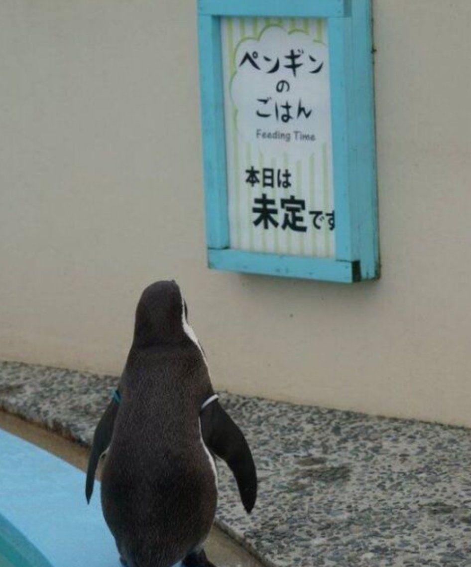 ▲▼京都動物園的企鵝。（圖／翻攝自推特）