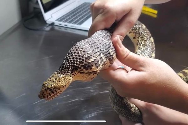 ▲▼牛蛇誤把高爾夫球當雞蛋吃下肚。（圖／翻攝自Facebook／Northern Colorado Wildlife Center）