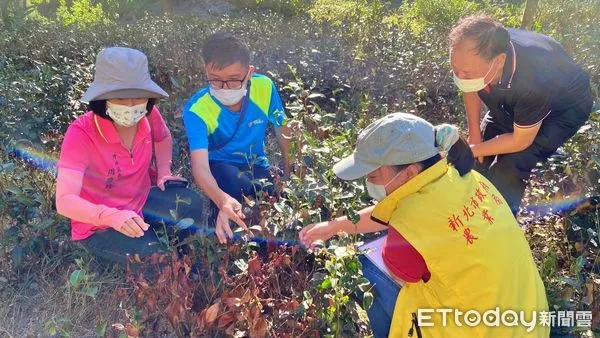 ▲新北坪林茶樹受高溫乾旱枯萎 現金救助金再加碼補助肥料。（圖／新北市農業局提供）