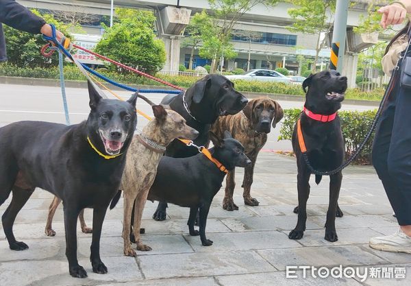 ▲養2高山犬＋3米克斯　「社區反應超友善」她坦言：好鄰居很重要。（圖／飼主米亞媽媽提供）