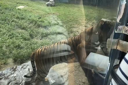 ▲山東動物園老虎投喂口玻璃碎裂 。（圖／取自鳳凰網）