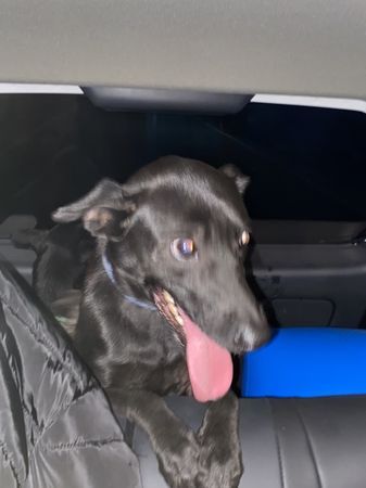 ▲游姓父子抓狗獻祭被警方查獲。（資料圖／愛媽提供）