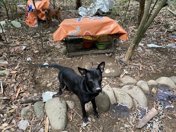 ▲游姓父子抓狗獻祭被警方查獲。（資料圖／愛媽提供）