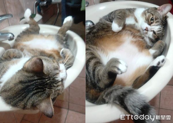 ▲貓咪努努愛睡在洗手台。（圖／網友Tri Tri Chiu授權提供）