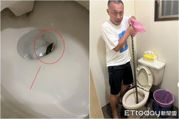 ▲▼水里鄉民宅廁所馬桶裡竟出現蛇，嚇壞住戶。（圖／王一郎提供）