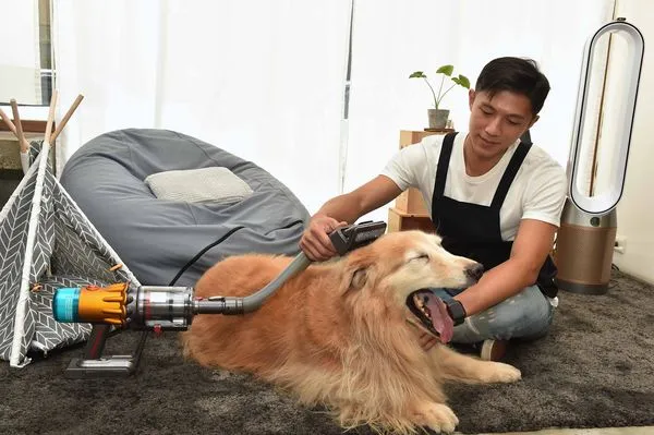 ▲寵物商機Dyson推專用吸頭，APUJAN也推聯名服裝系列。（圖／Dyson、APUJAN提供）