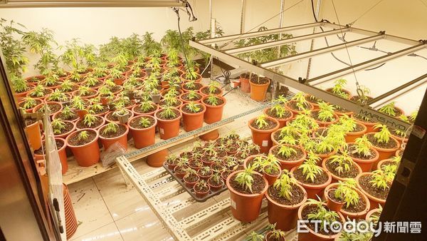 桃園情侶檔躲民宅種大麻查獲活體逾300株 辯自己用下場慘 Ettoday社會新聞 Ettoday新聞雲