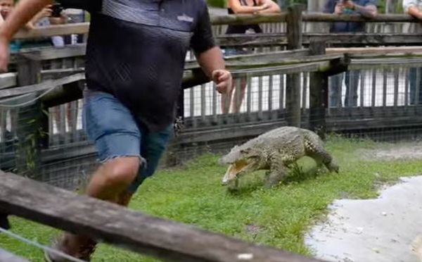 動物園鱷魚突然暴走　遊客面前「高速狂追馴獸員」驚險畫面曝光。（圖／翻攝自Facebook／Gatorland Orlando）