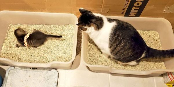 ▲小貓連上廁所都跟貓前輩相揪。（圖／翻攝自推特「@MichiruF」）