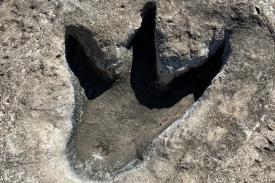 德州大旱河道全乾涸！　1.13億年前「恐龍足跡」重現世人眼前