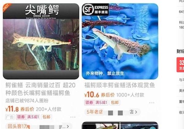 ▲▼ 「怪魚」鱷雀鱔大陸電商網路都買得到，無法可管            。（圖／翻攝 淘寶）