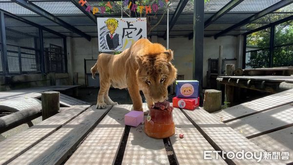 ▲屏科大野生動物收容中心大貓咪－獅虎「阿彪」過生日             。（圖／屏科大野生動物收容中心提供，下同）