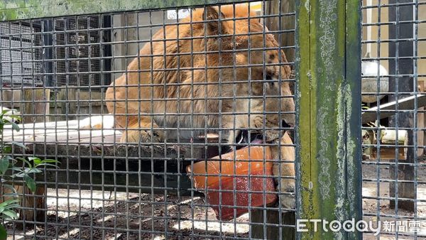 ▲屏科大野生動物收容中心大貓咪－獅虎「阿彪」過生日             。（圖／屏科大野生動物收容中心提供，下同）