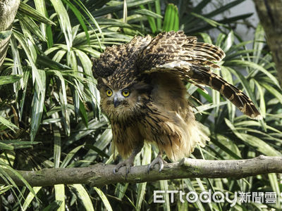 雄鳥「華麗羽毛」為把妹　猛禽「雌鳥卡大欉」藏滿滿母愛