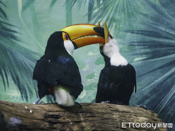 台北市立動物園鳥類。（圖／台北市立動物園提供）