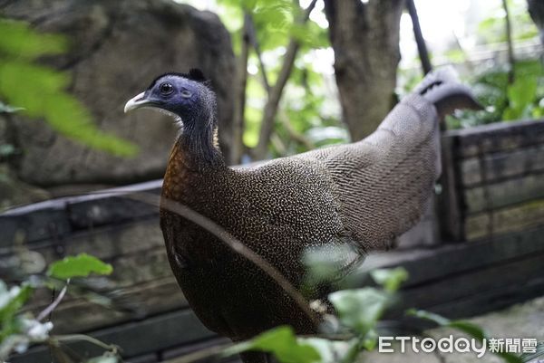 台北市立動物園鳥類。（圖／台北市立動物園提供）