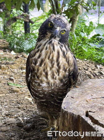 台北市立動物園鳥類。（圖／台北市立動物園提供）