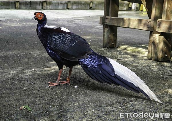 台北市立動物園鳥類。（圖／台北市立動物園提供）