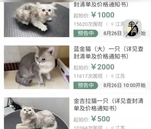 ▲▼陸男欠債「12隻貓被法拍」　小公貓5分鐘飆到8千多元。（圖／翻攝江蘇連雲港法院）